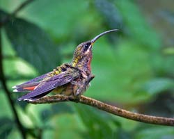 Rufous-breasted Hermit immature male