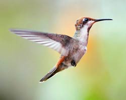 Ruby-topaz Hummingbird immature male