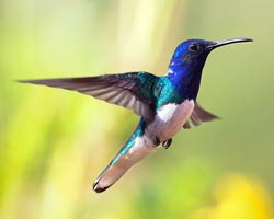 White-necked Jacobin