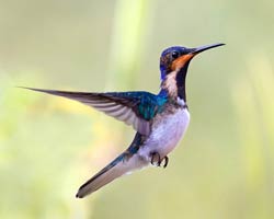 White-necked Jacobin