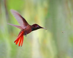 Ruby-topaz Hummingbird male