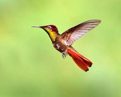 Ruby-topaz Hummingbird male