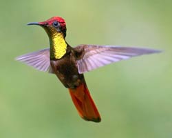 Ruby-topaz Hummingbird male