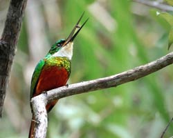 Rufous-tailed Jacamar male