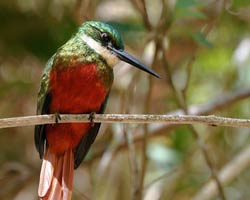 Rufous-tailed Jacamar male