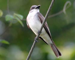 Gray Kingbird