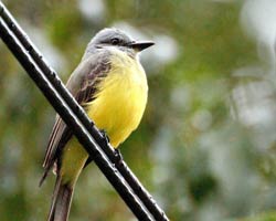 Tropical Kingbird