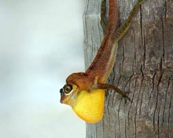 Gray's Speckled Anole (Anolis aeneus)