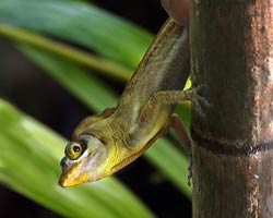 Gray's Speckled Anole (Anolis aeneus)