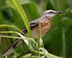 Tropical Mockingbird