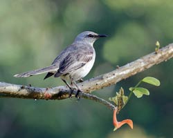 Tropical Mockingbird