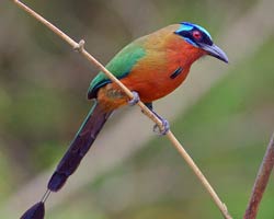 Trinidad Motmot