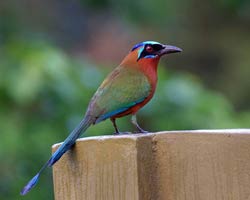 Trinidad Motmot