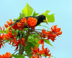 Crested Oropendola