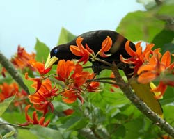 Crested Oropendola