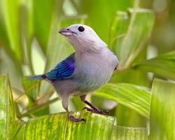 Blue-gray Tanager