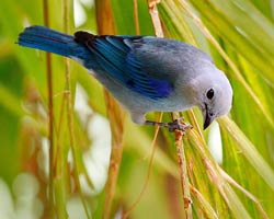 Blue-gray Tanager