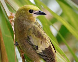 Palm Tanager