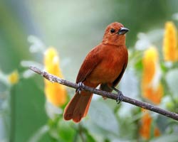 White-lined Tanager female