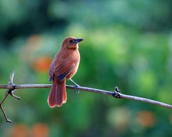 White-lined Tanager female