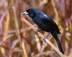 White-lined Tanager male