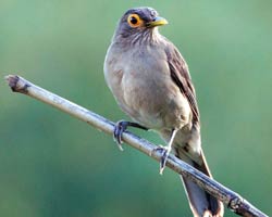 Spectacled Thrush