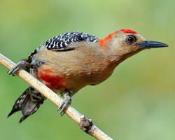 Red-crowned Woodpecker male