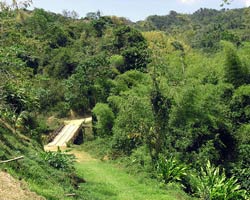 The road to Cuffie River Nature Retreat