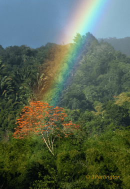 Cuffie River rainbow and immortelle