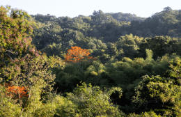 Cuffie River rainforest with flowering immortelles