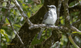 Grey kingbird