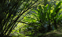 Heliconias and bamboo forest, Cuffie River