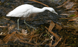 Juvenile little blue heron, Cuffie River