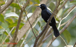Male white-lined tanager