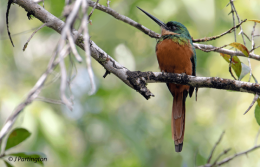 Rufous-tailed jacamar