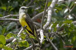 Tropical kingbird