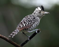 Barred Antshrike (male)