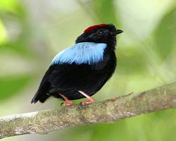 Blue-backed Manakin male