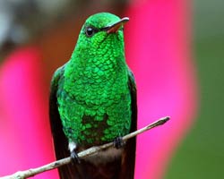 Copper-rumped Hummingbird