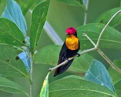 Ruby-topaz Hummingbird male