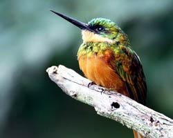 Rufous-tailed Jacamar (female)