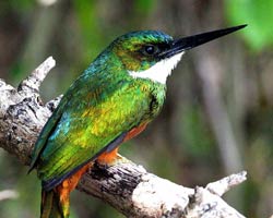 Rufous-tailed Jacamar (male)