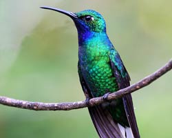 White-tailed Sabrewing