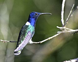 White-necked Jacobin