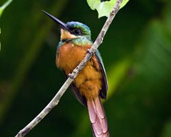 Rufous-tailed Jacamar female