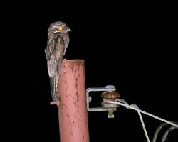 Common potoo