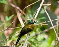 Rufous-tailed Jacamar female