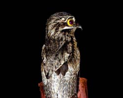 Common Potoo