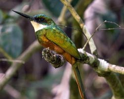 Rufous-tailed Jacamar male