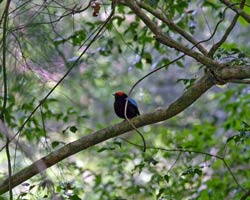 Blue-backed Manakin male